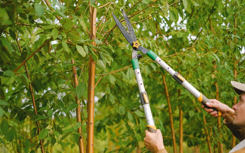 Tree trimming in Mount Vernon, OR